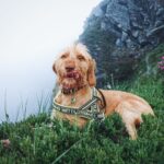 Hund schüttelt oft den Kopf
