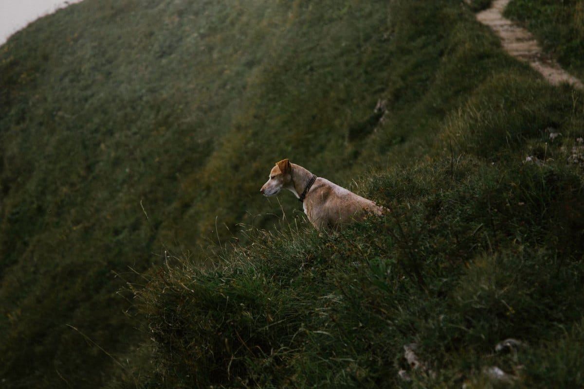 Hund schüttelt oft den Kopf – go4vet