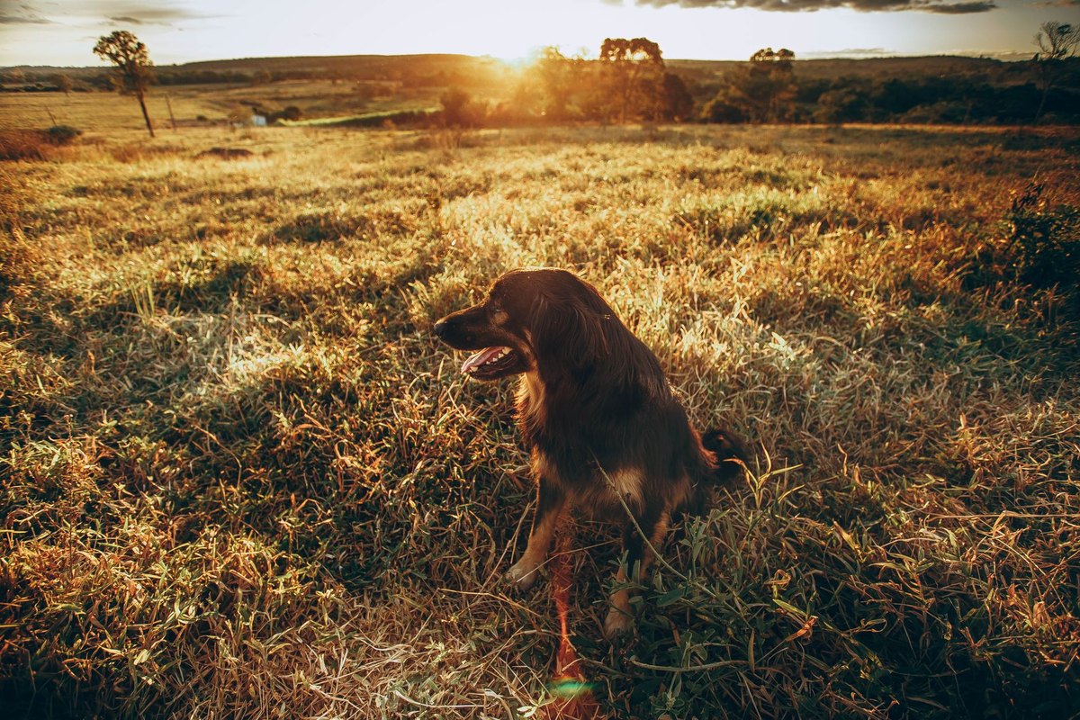 Hund im Sommer: Hitze, Pfotenschutz & Sonnenschutz – go4vet