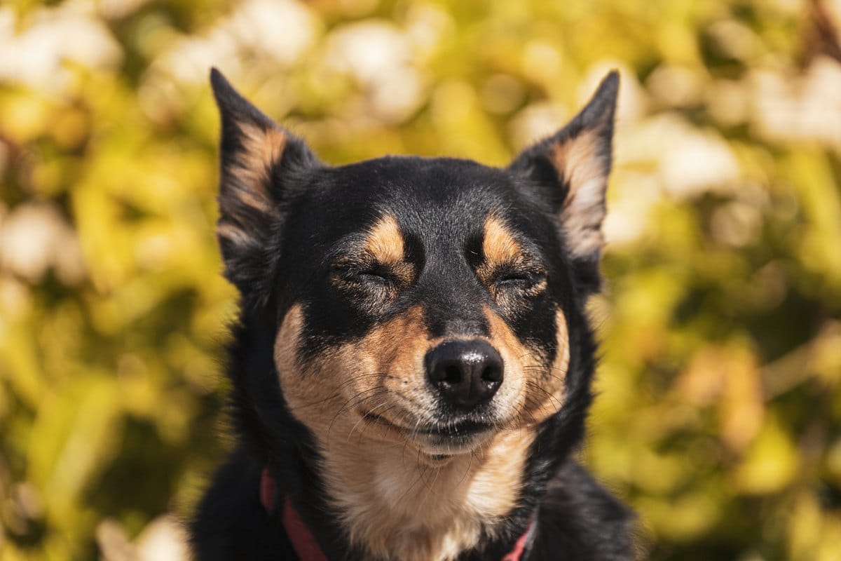 Hund im Sommer: Hitze, Pfotenschutz & Sonnenschutz – go4vet