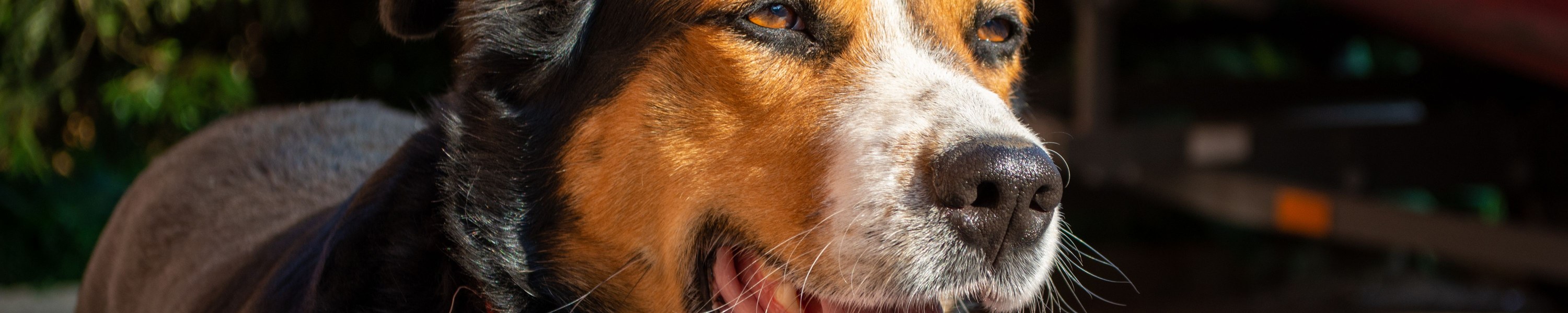 Hund im Sommer: Hitze, Pfotenschutz & Sonnenschutz