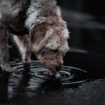 Hund trinkt viel