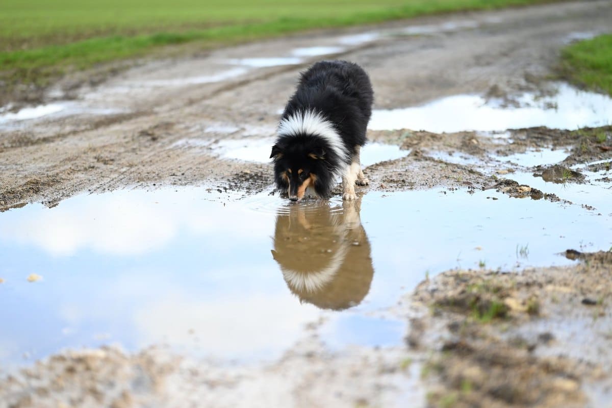 Hund trinkt viel – go4vet