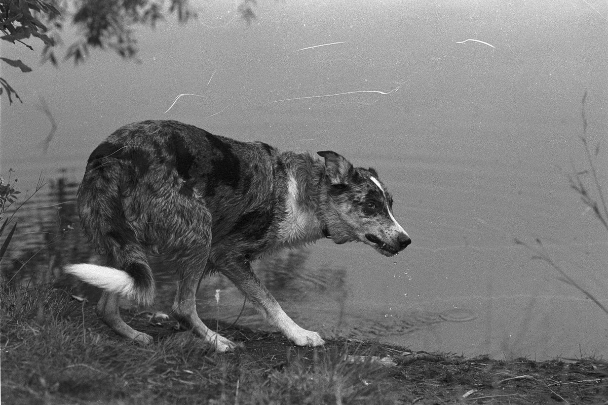 Hund trinkt viel – go4vet