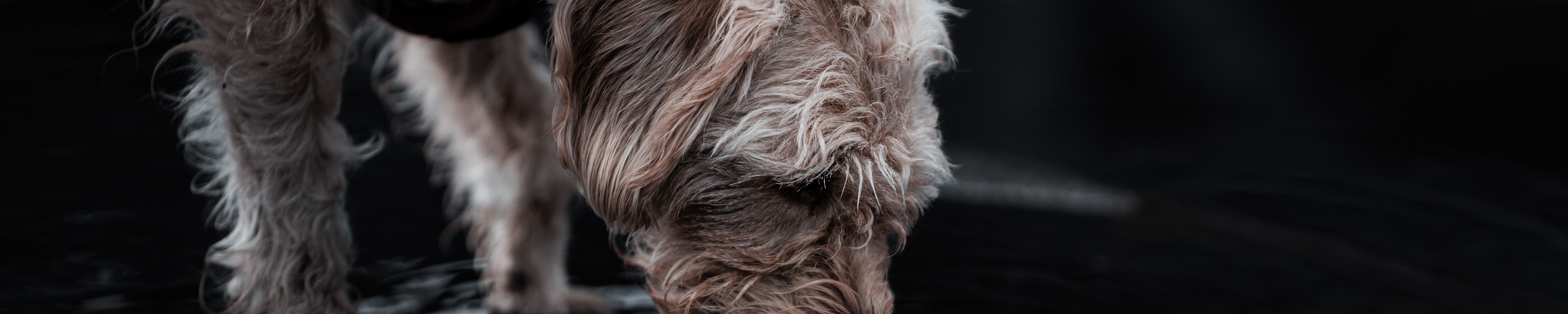 Hund trinkt viel