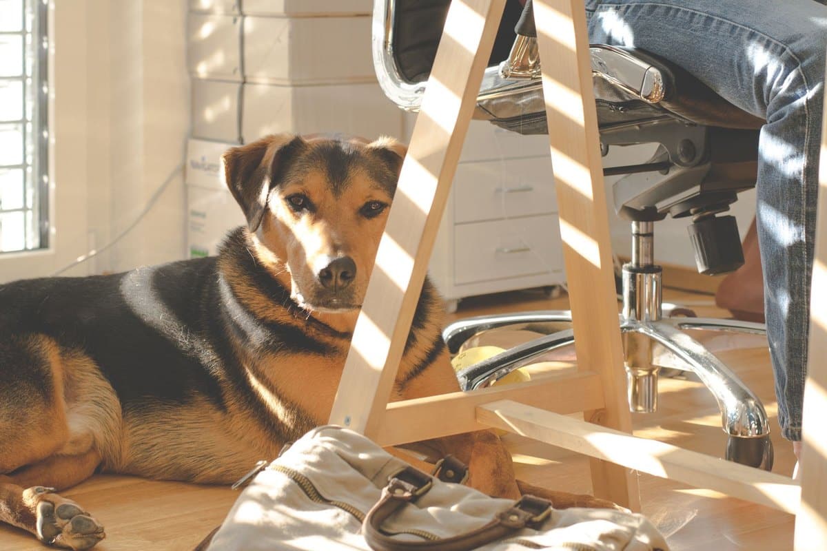Hund und Vollzeit-Job: So klappt es trotzdem – go4vet
