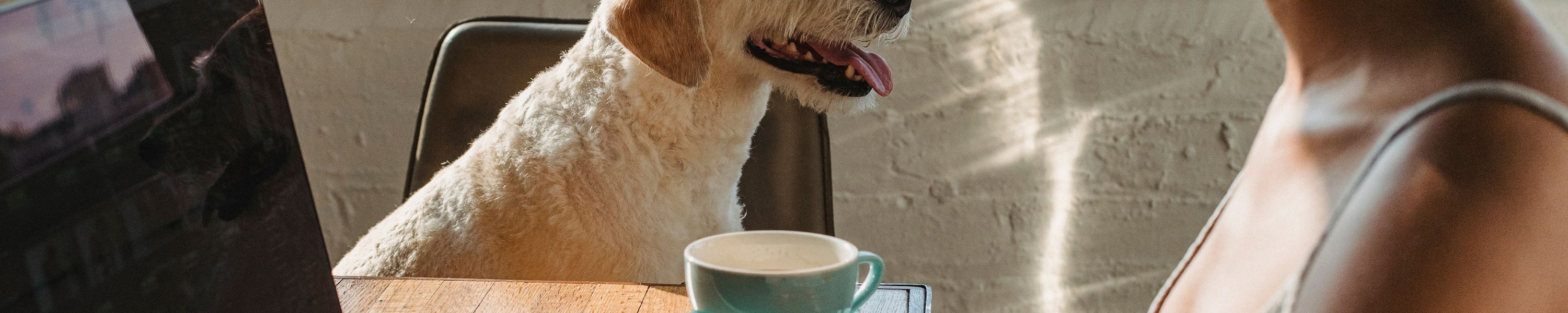 Hund und Vollzeit-Job: So klappt es trotzdem
