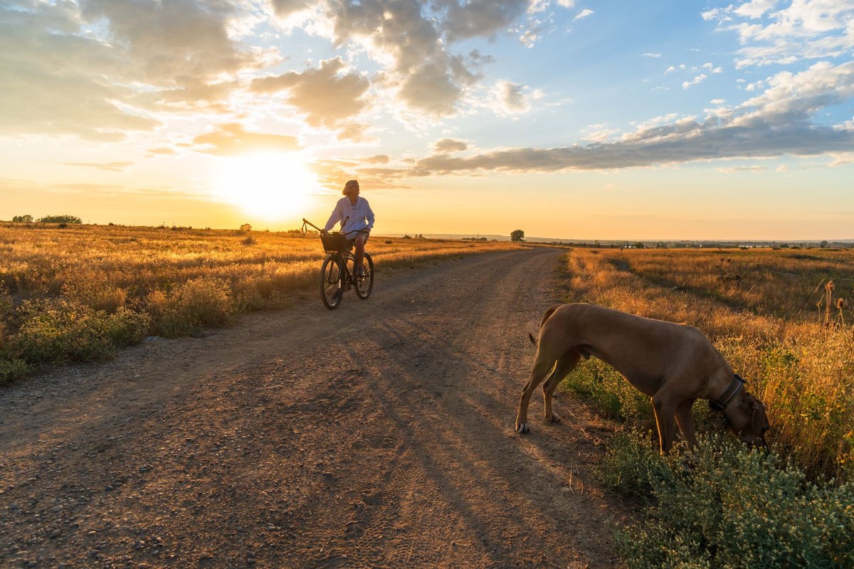 Mit Hund in die USA: Einreise und Reise – go4vet