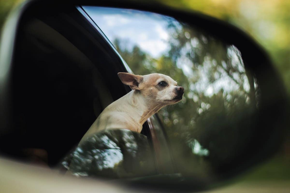 Mit Hund in die USA: Einreise und Reise – go4vet
