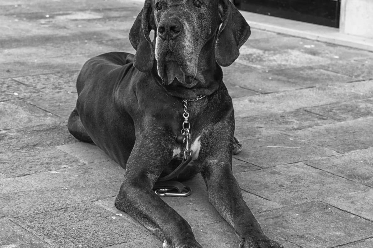 Mit Hund in Venedig: was du wissen musst – go4vet