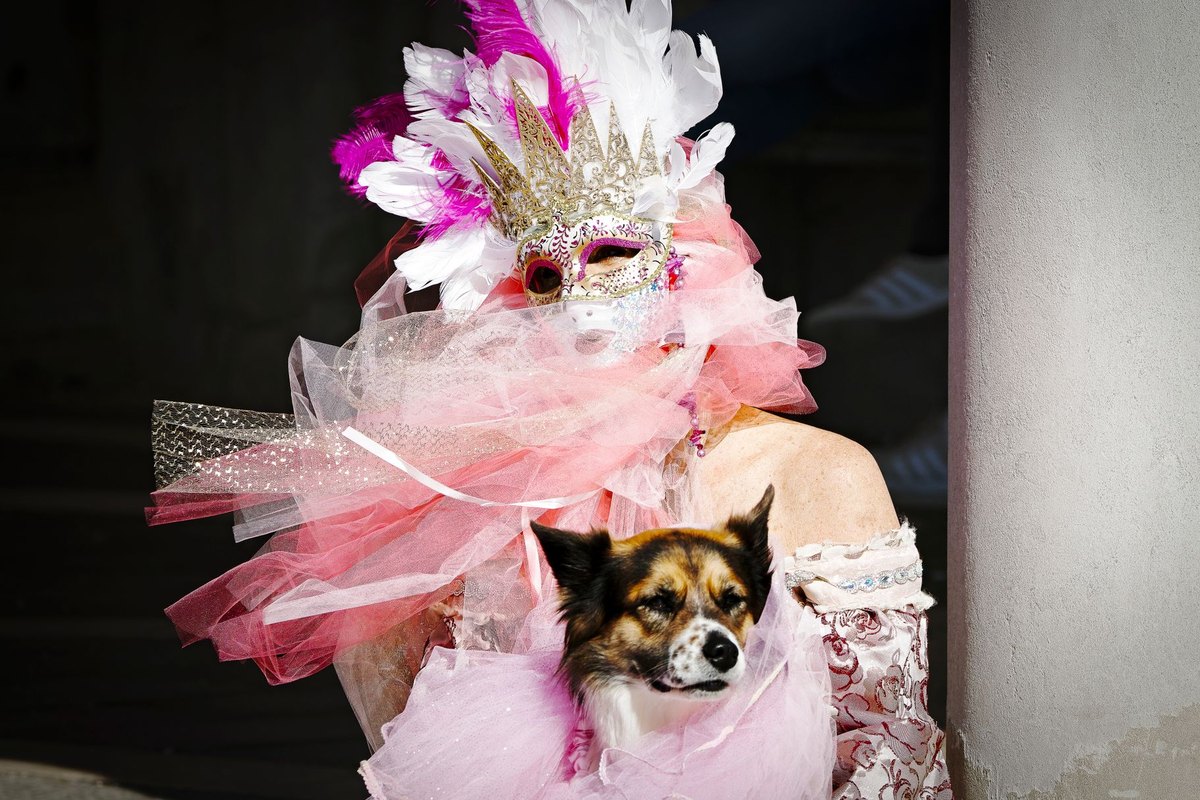 Mit Hund in Venedig: was du wissen musst – go4vet