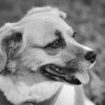 Hund wirkt müde