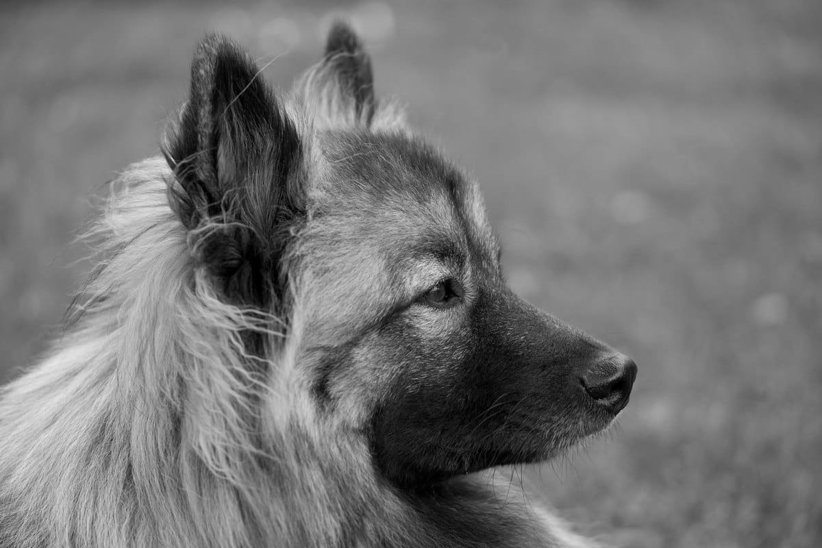 Hund wirkt müde – go4vet