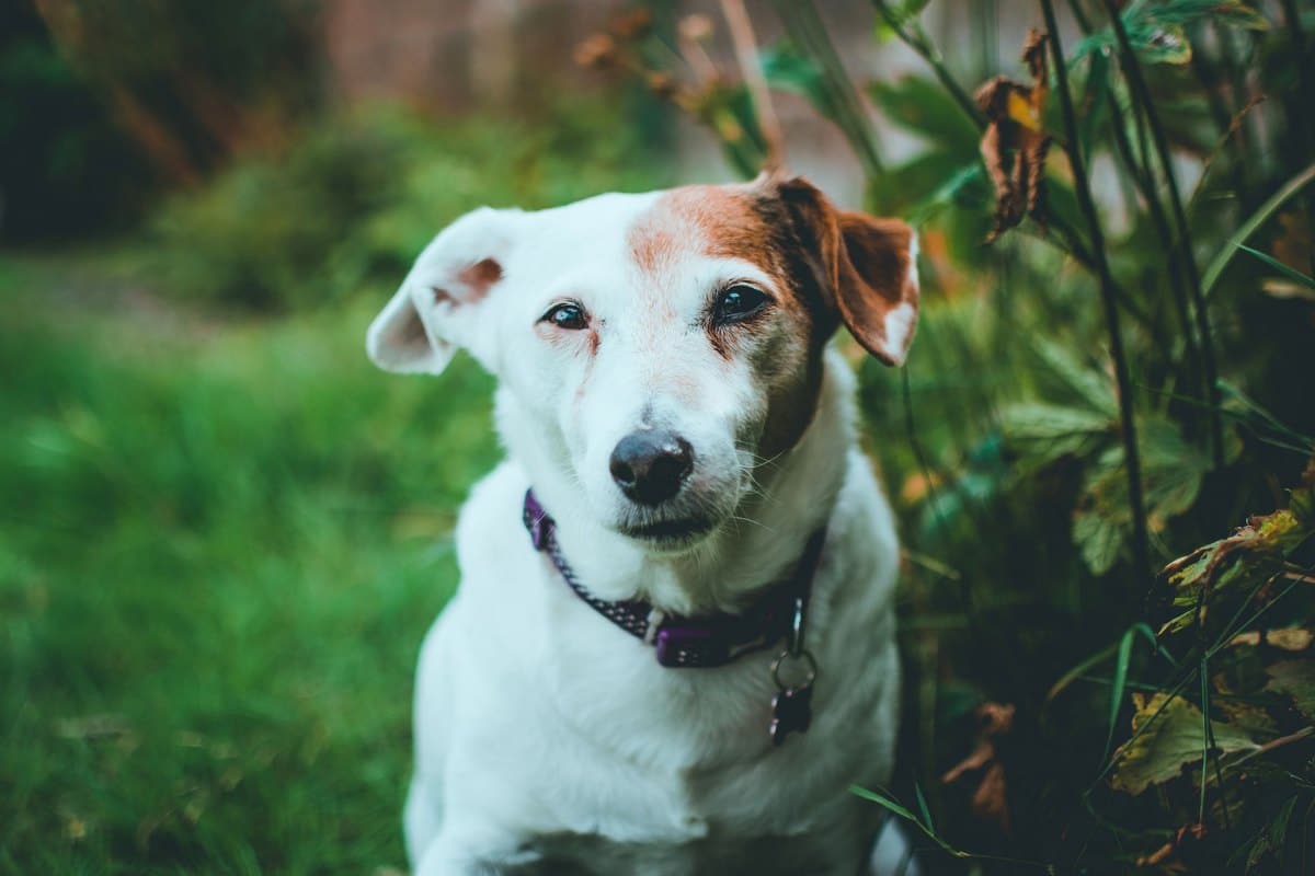 Hund wirkt müde – go4vet
