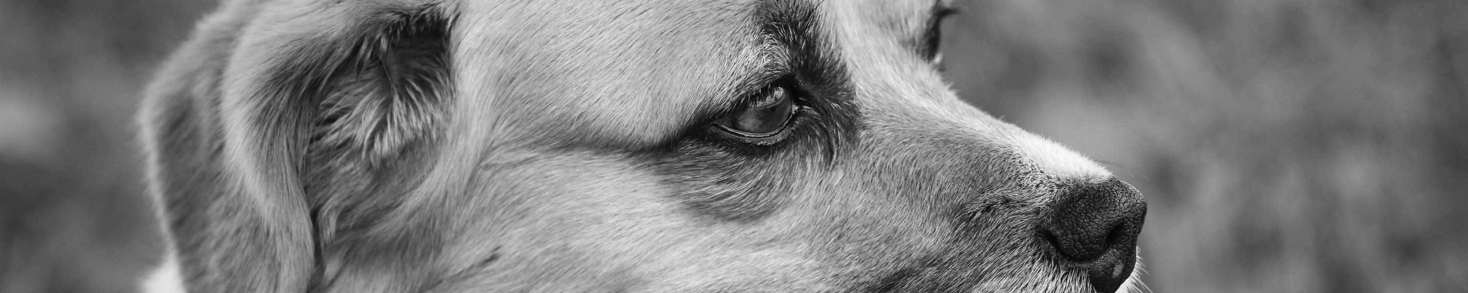 Hund wirkt müde