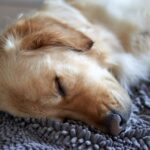 Hund zittert beim Schlafen