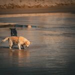 Hund zittert im Ruhezustand