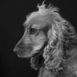 Hund zittert