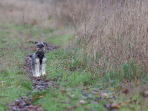 Hunde, die viel haaren
