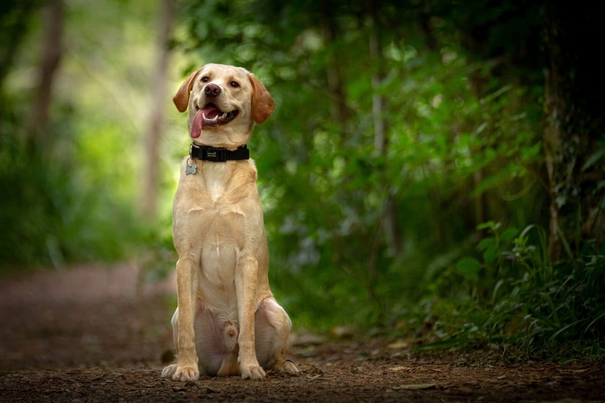 Hunde, die viel haaren – go4vet