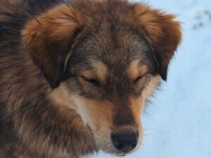 Hunde, die wenig sabbern