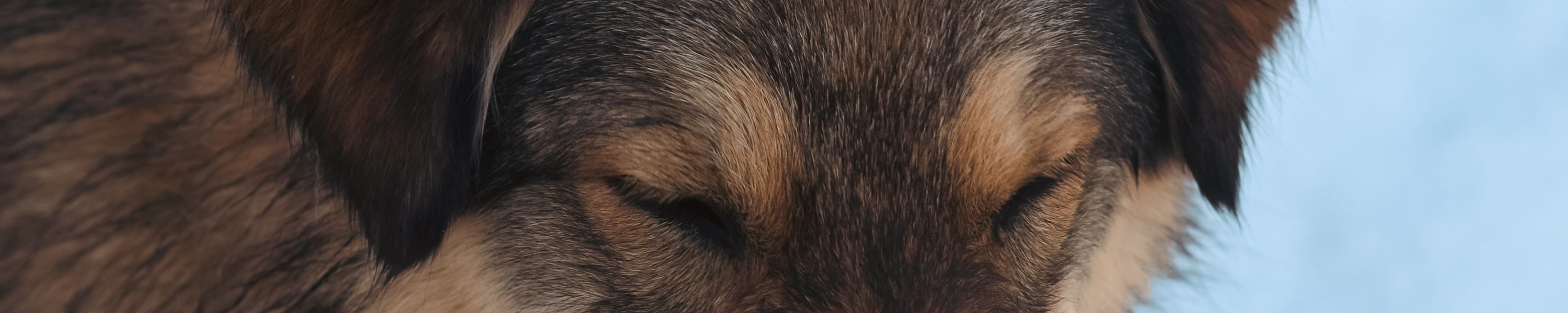 Hunde, die wenig sabbern