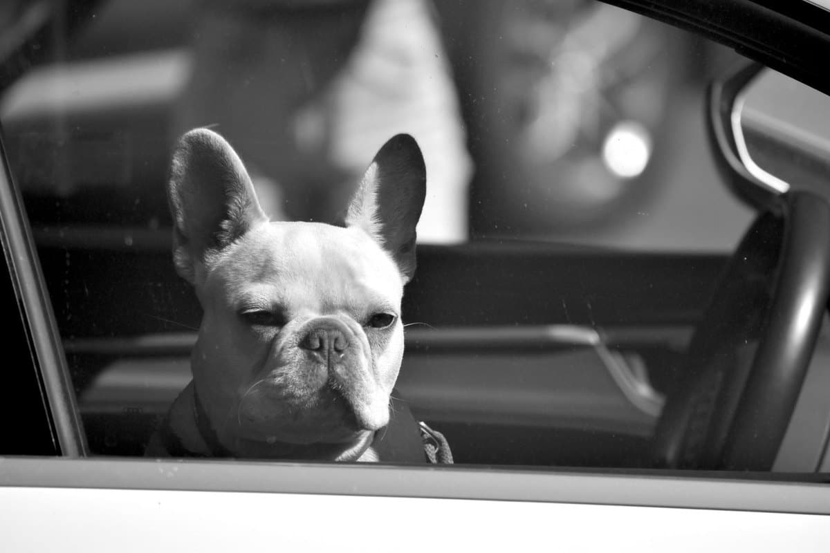 Hundebox fürs Auto: sichere Transportbox finden – go4vet
