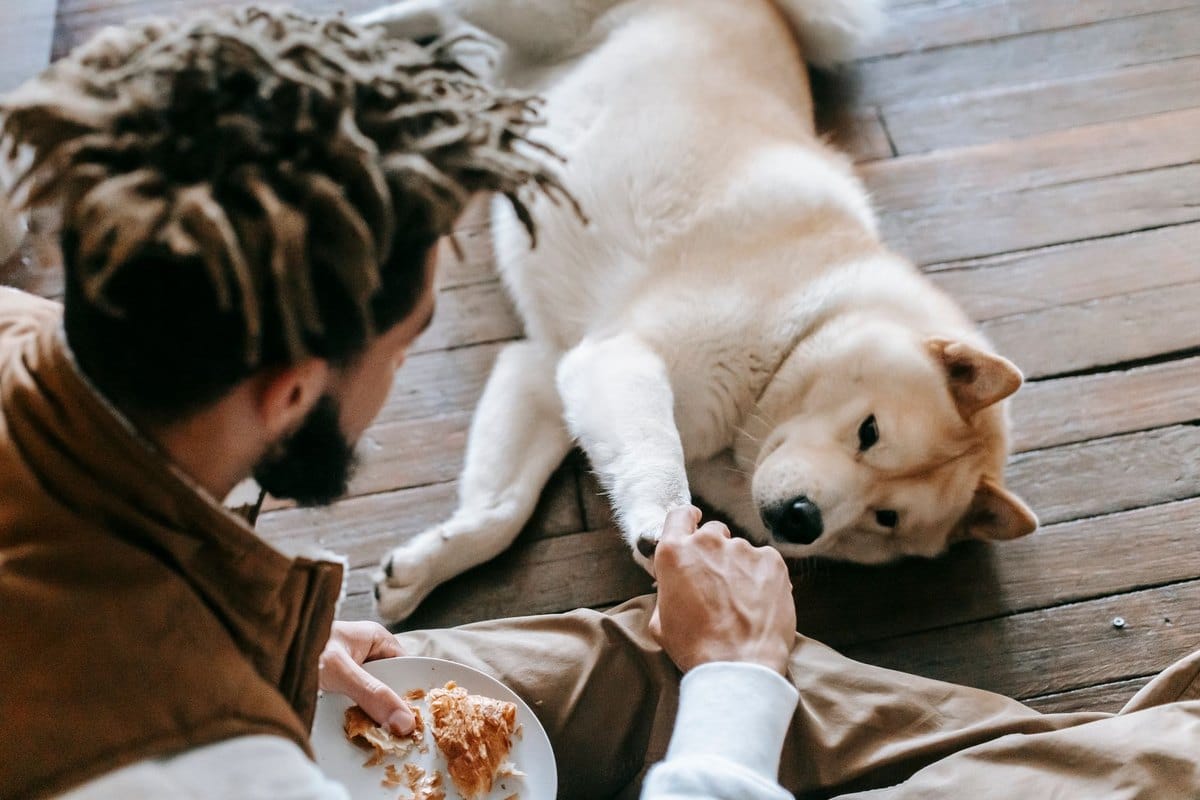 Hundefutter – go4vet