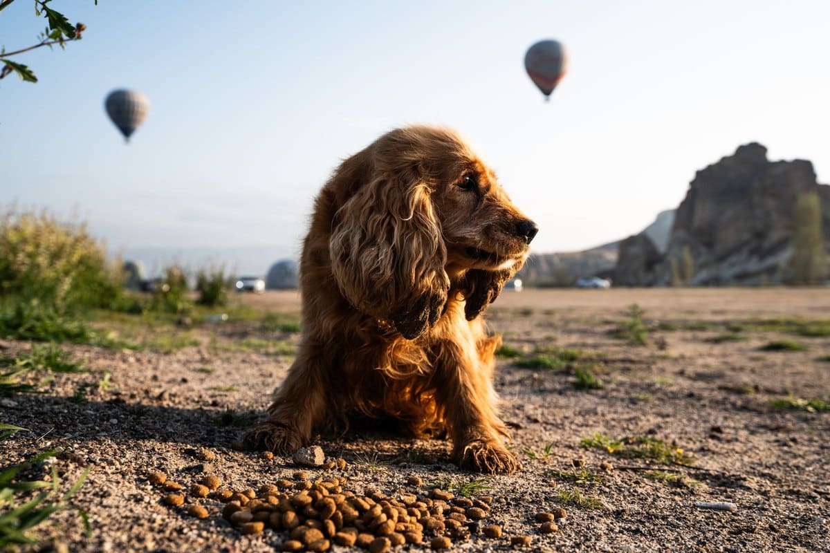 Hundefutter – go4vet