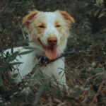 Hundehaftpflicht 2026: Pflicht, Kosten und Leistungen im DACH-Vergleich