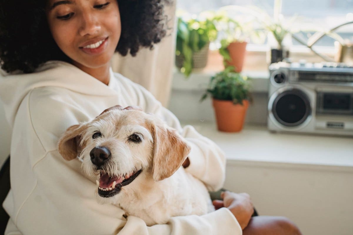Hundehaftpflichtversicherung – go4vet