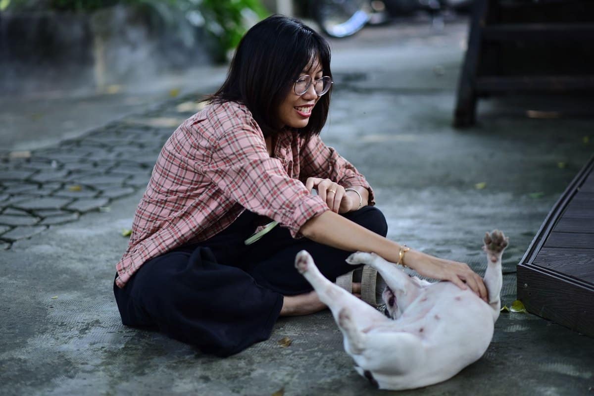 Hundehaftpflichtversicherung – go4vet