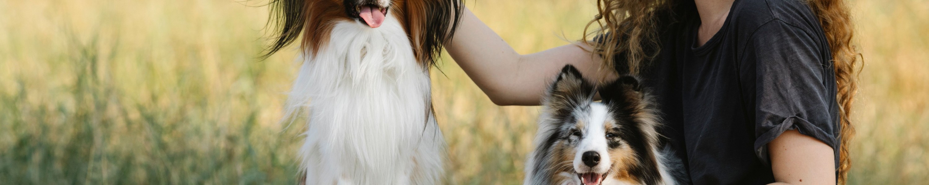 Hundekrankenversicherung 2026: Leistungen, Kosten und Anbieter im DACH-Vergleich