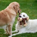 Die 10 besten Hunderassen für Anfänger