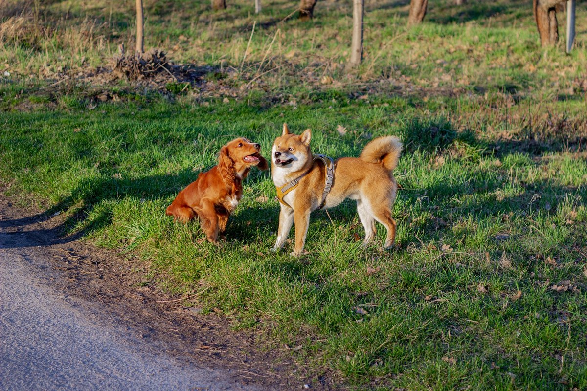 Hundesteuer 2026: Höhe, Anmeldung & Befreiung in Deutschland – go4vet