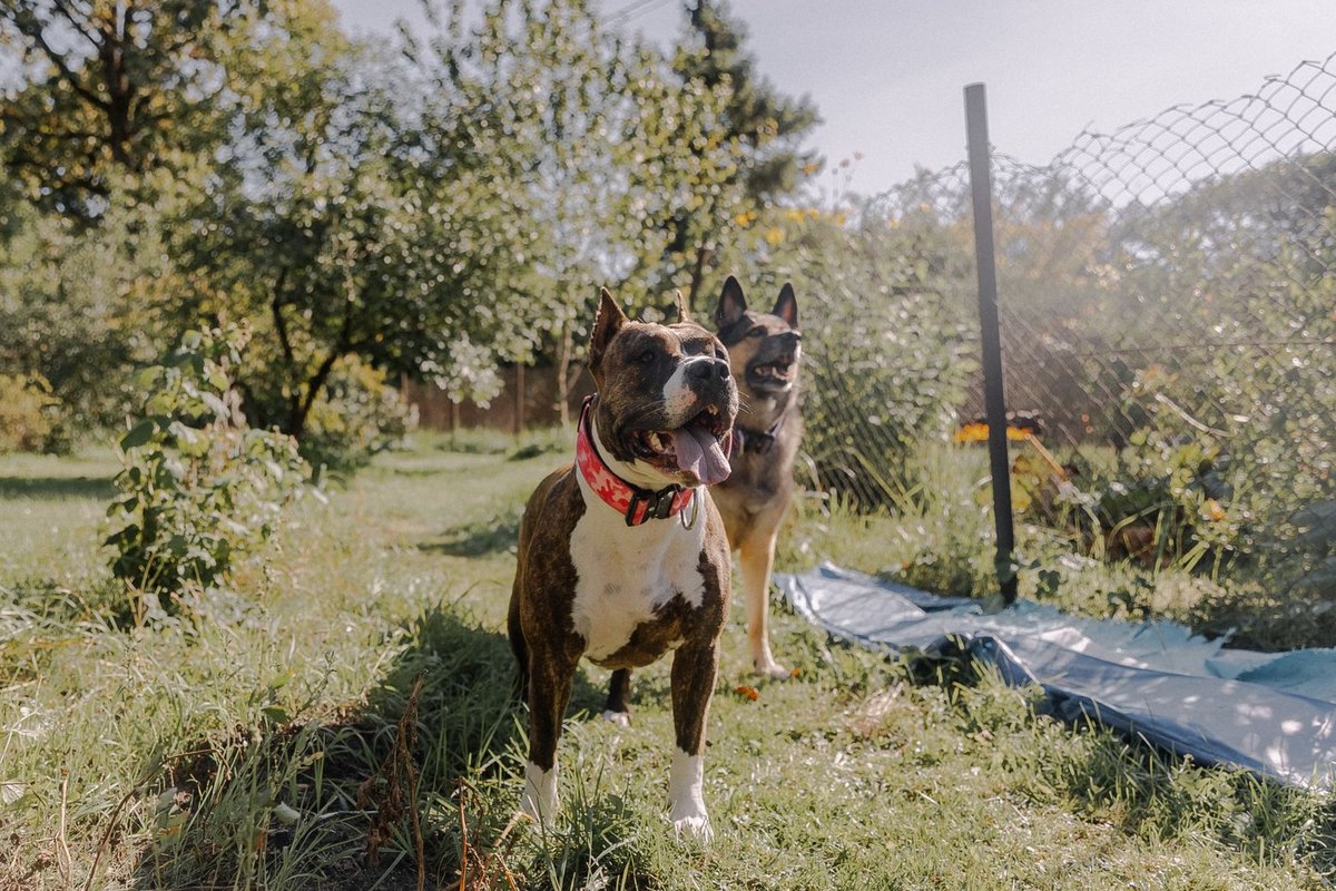 Hundesteuer 2026: Höhe, Anmeldung & Befreiung in Deutschland – go4vet