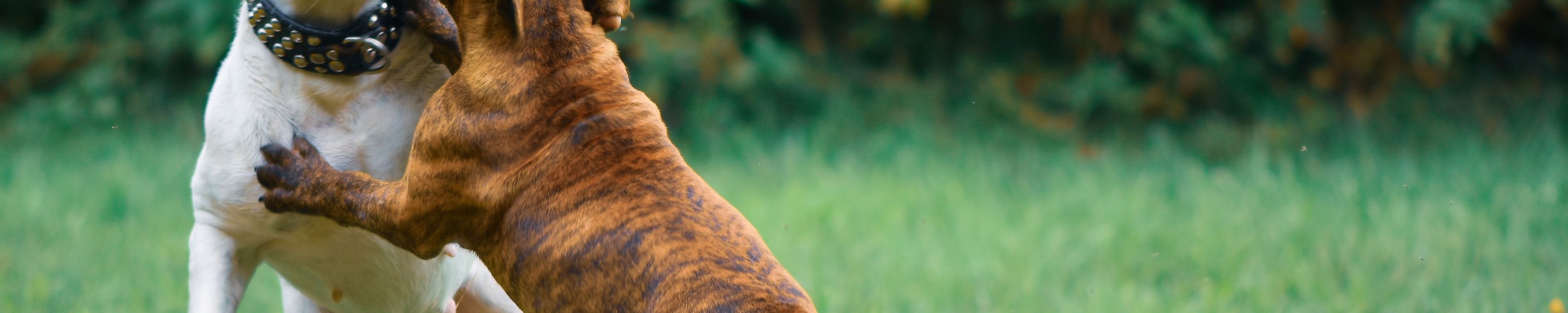 Hundesteuer 2026: Höhe, Anmeldung & Befreiung in Deutschland