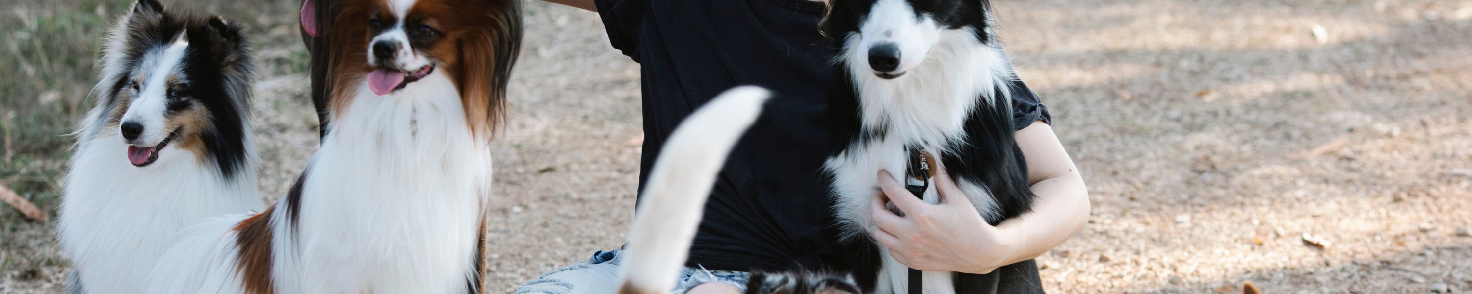 Hundeversicherung Finder: In fünf Minuten zur passenden Police für deinen Hund