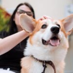 Hundeversicherung Vergleich 2026: So findest du den besten Tarif für deinen Hund