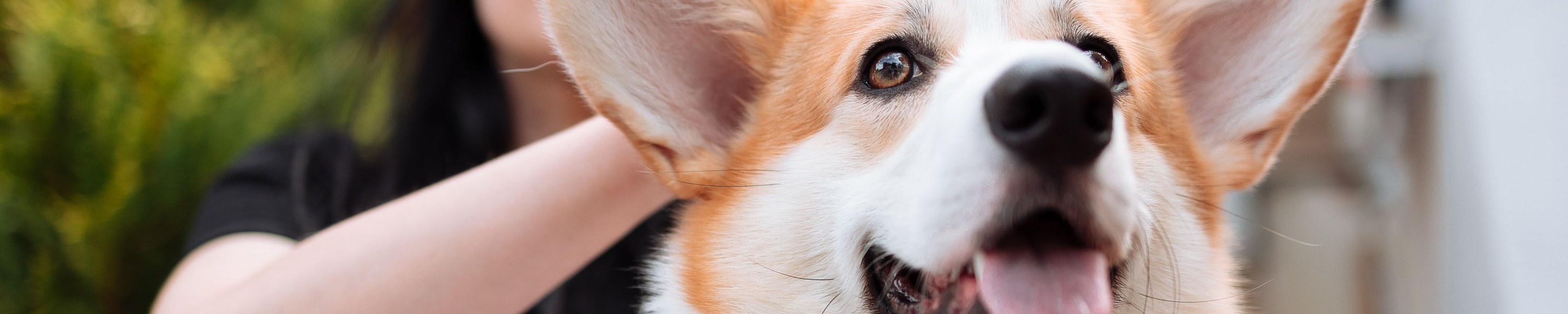 Hundeversicherung Vergleich 2026: So findest du den besten Tarif für deinen Hund