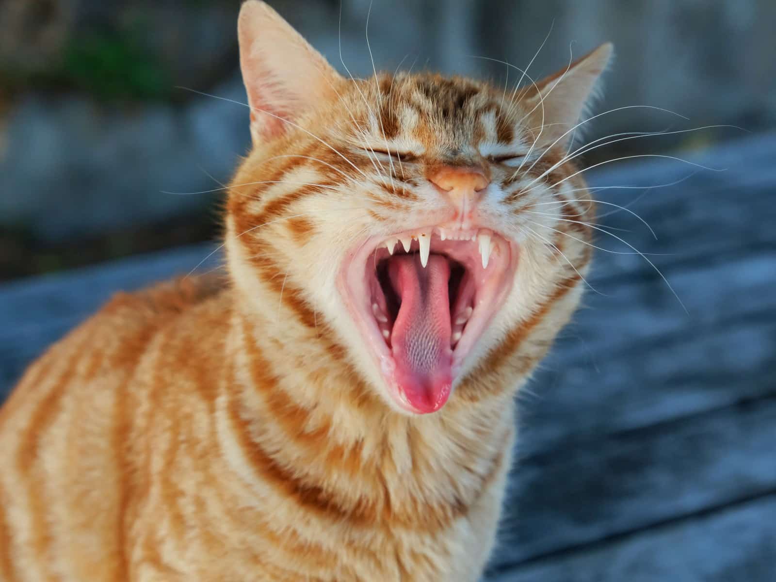 Husten bei Katzen: Ursachen, Diagnose und Therapie