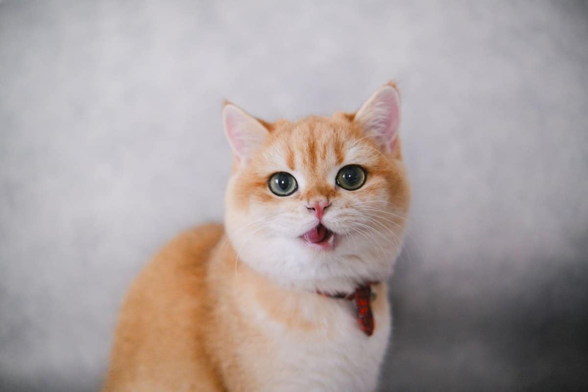 Husten bei Katzen: Ursachen, Diagnose und Therapie – go4vet
