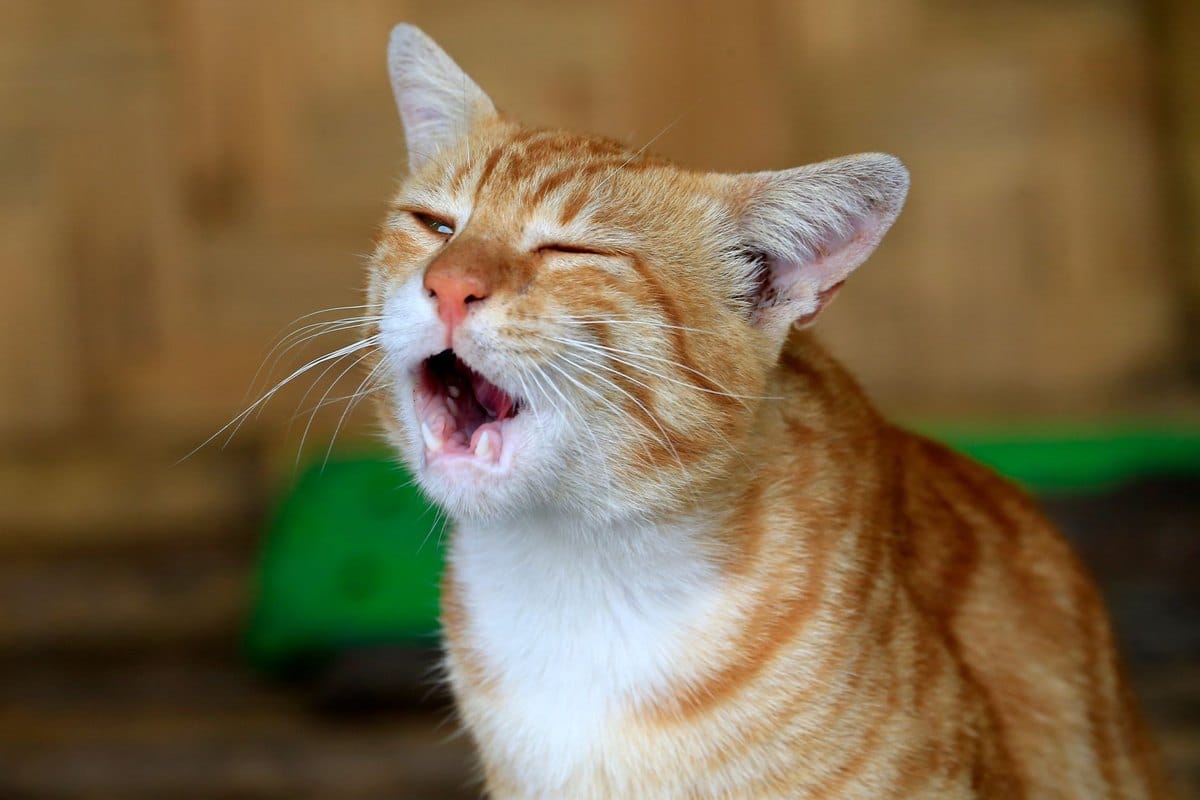 Husten bei Katzen: Ursachen, Diagnose und Therapie – go4vet