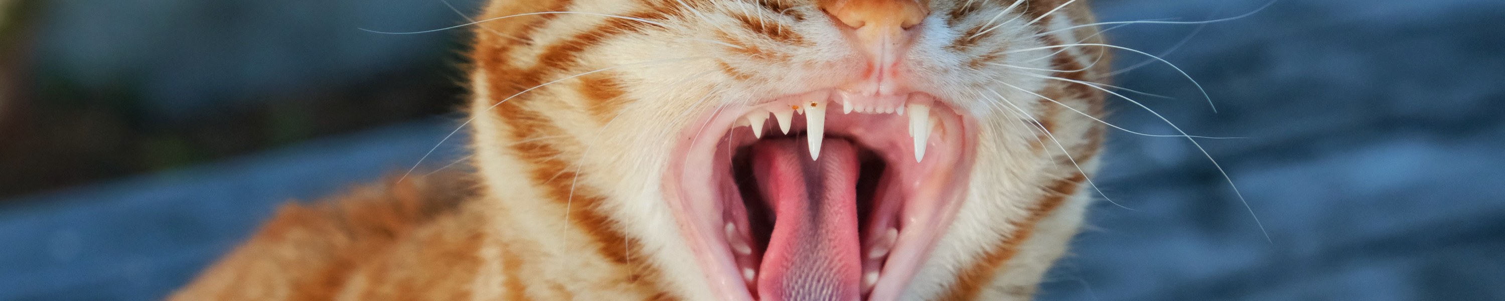 Husten bei Katzen: Ursachen, Diagnose und Therapie