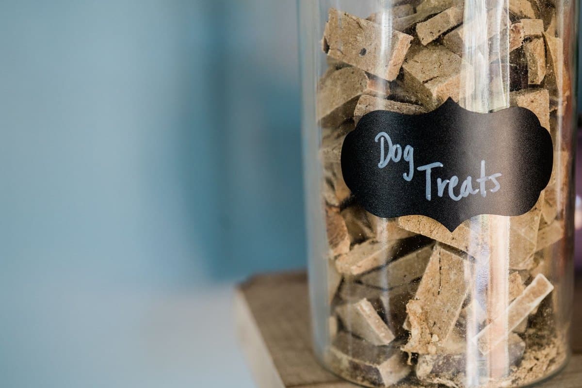 Hypoallergene Diät beim Hund: Wenn das Futter Probleme macht – go4vet