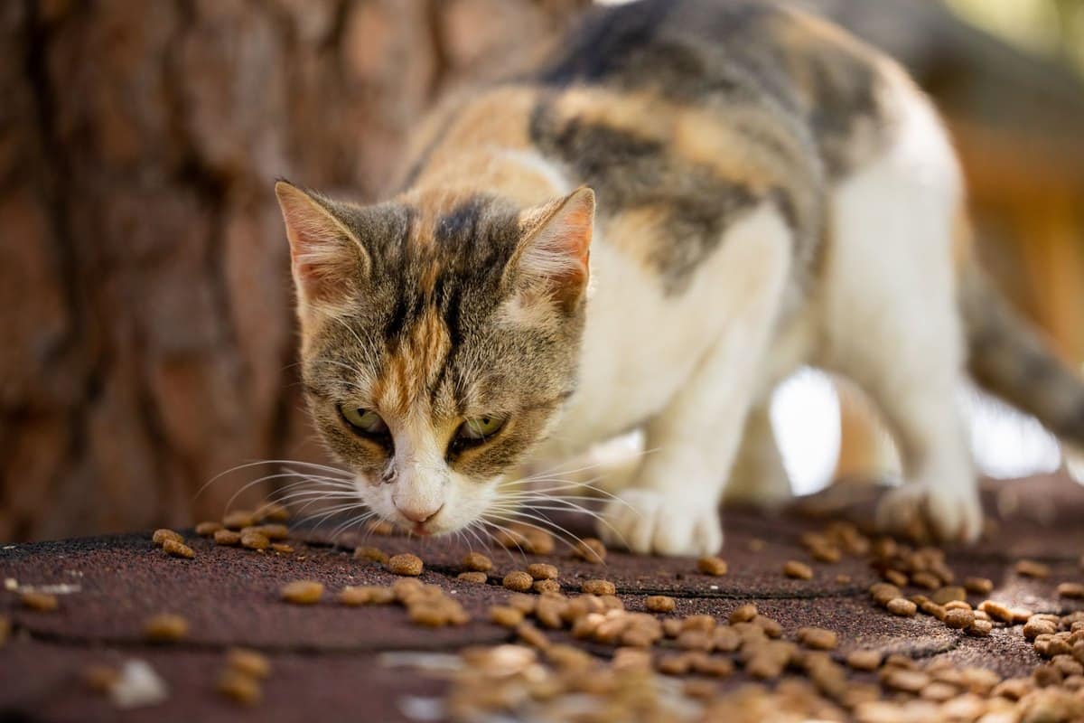 Hypoallergene Katzenfütterung: Eliminationsdiät richtig durc – go4vet