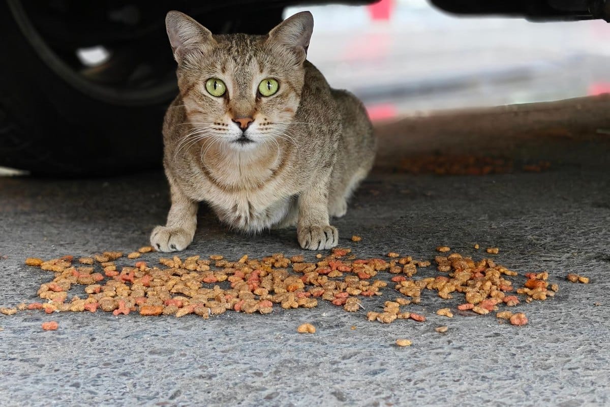 Hypoallergene Katzenfütterung: Eliminationsdiät richtig durc – go4vet