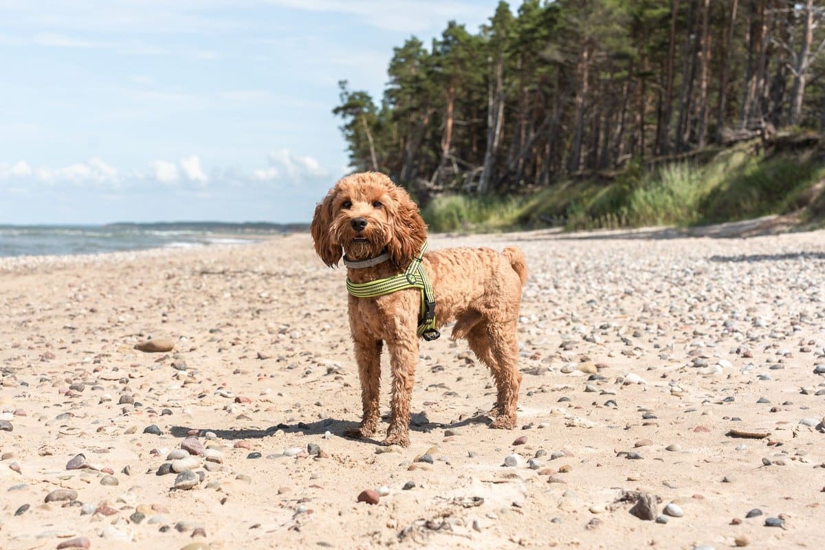 Hypoallergenes Hundefutter – go4vet