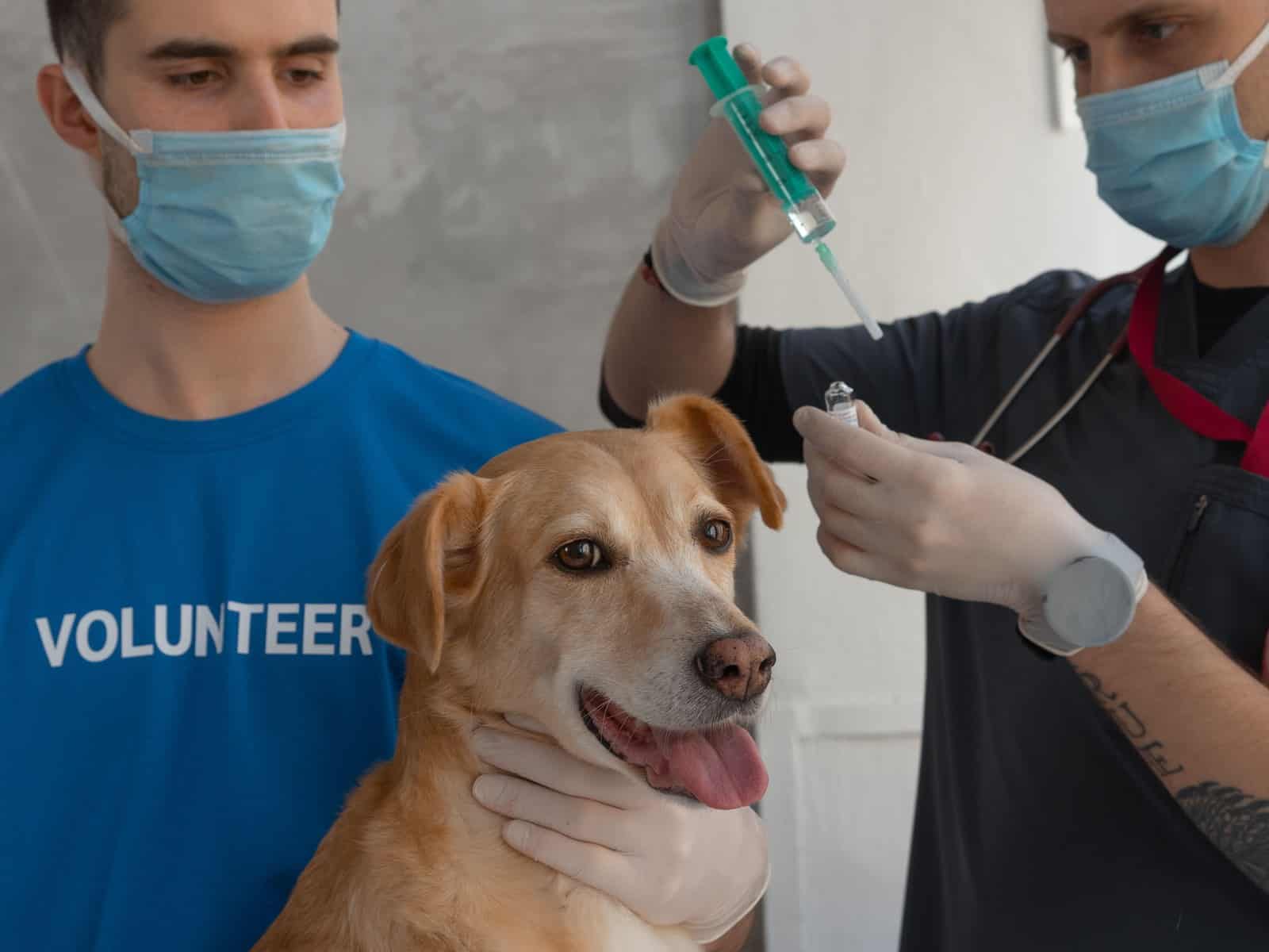 Impfkalender für Hund und Katze, was wann wirklich nötig ist
