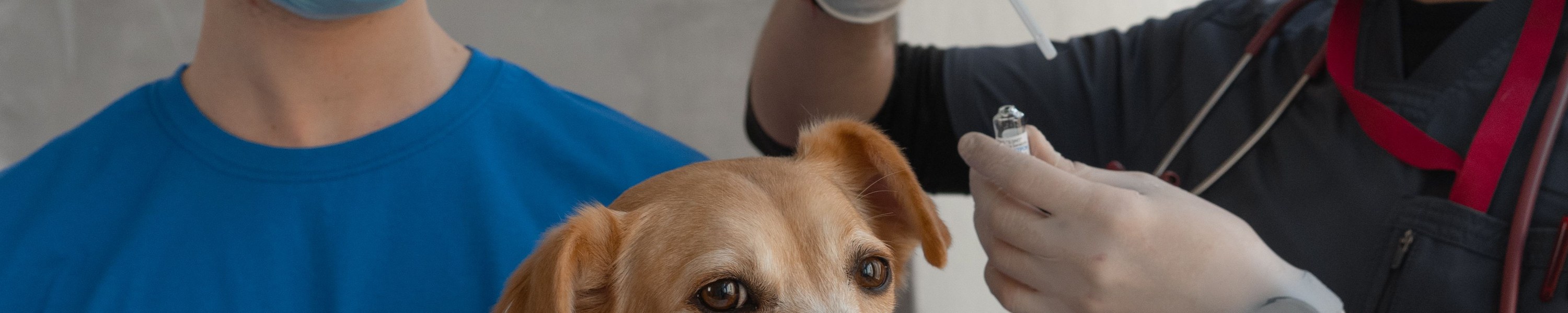 Impfkalender für Hund und Katze, was wann wirklich nötig ist